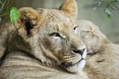 relaxed lion cub