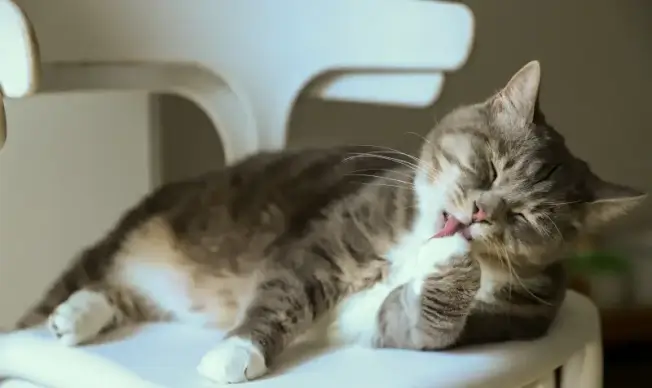 relaxing kitty picture cute dynamic 