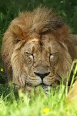 resting lion
