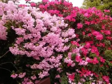 rhododendron japanese garden flowers
