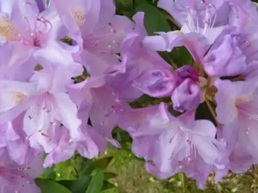 rhododendrons