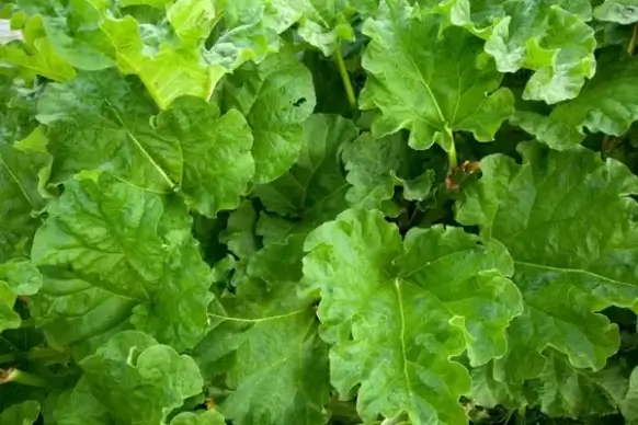 rhubarb plant