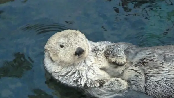 riesen otter mammal