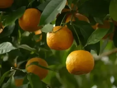rind fruits bitter oranges
