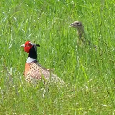 ring necked pheasant