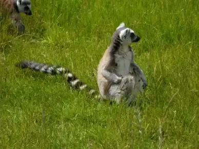 ring tailed lemur prosimians lemurs