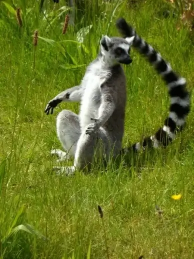 ring tailed lemur prosimians lemurs