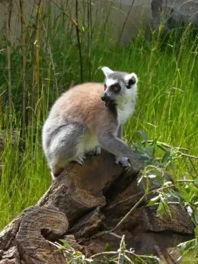 ring tailed lemur prosimians lemurs