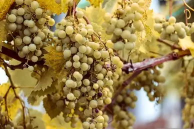 ripe grapes backdrop picture elegant realistic