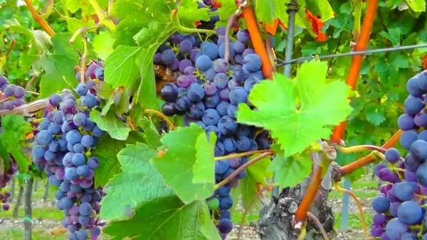 ripe harvest landscape