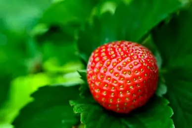 ripe strawberry backdrop picture realistic closeup elegance