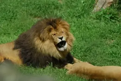 roaring