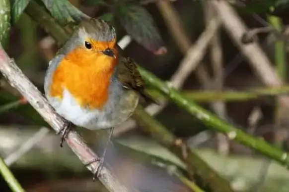 robin bird