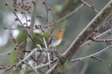 robin bird nature
