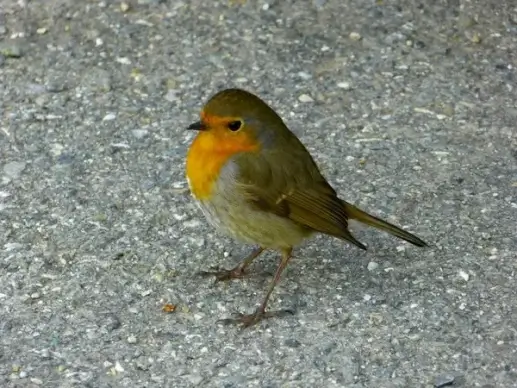 robin bird pets