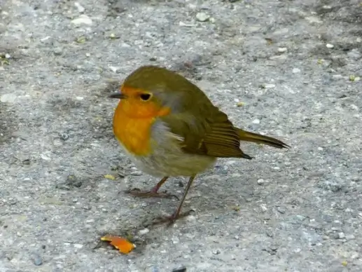 robin bird pets