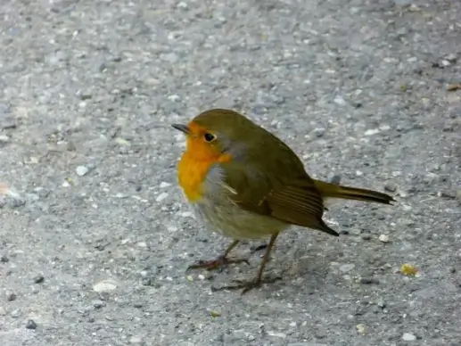 robin bird pets