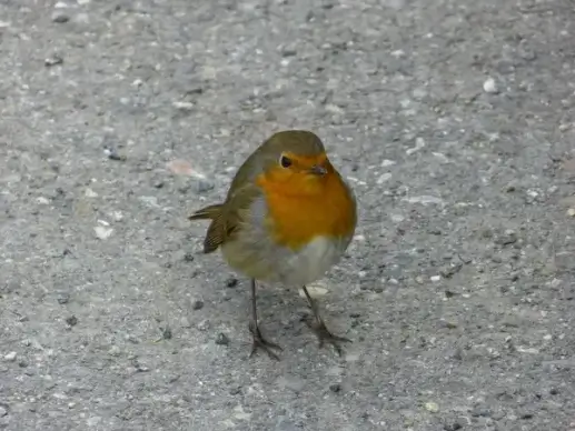 robin bird pets