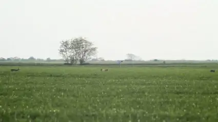 Roe deer
