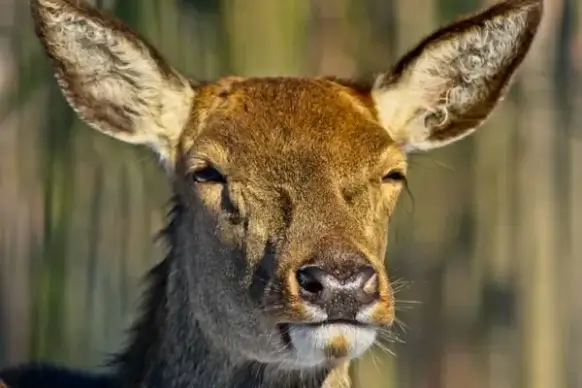roe deer forest fallow deer
