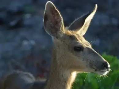 roe deer wild head