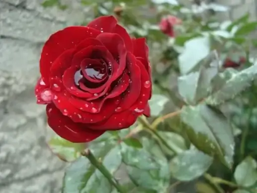 rosa red beautiful girl