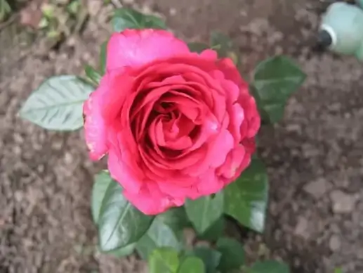 rose