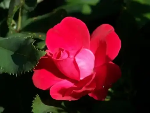 rose