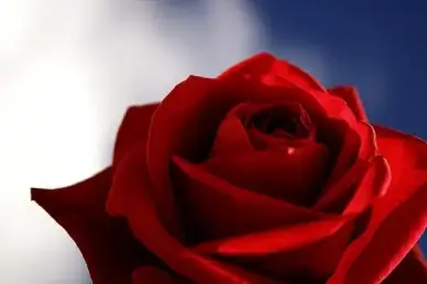 rose 3