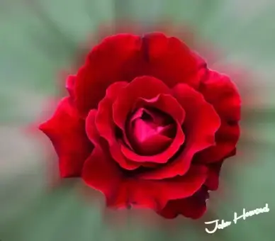 rose