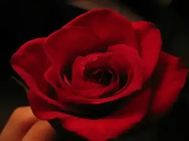 rose