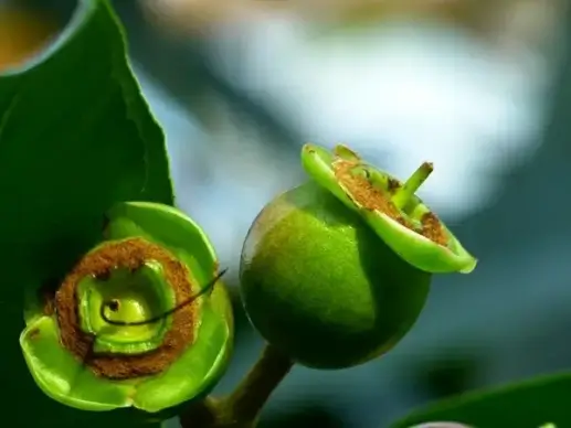 rose apple fruits tree