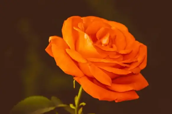 rose backdrop picture closeup contrast elegance 