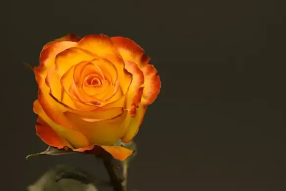 rose backdrop picture contrast elegance 