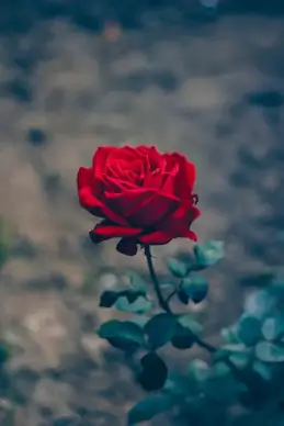 rose backdrop picture dark classic