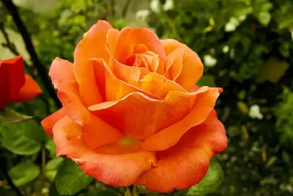 rose backdrop picture elegant closeup