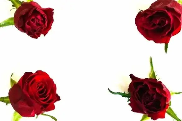 rose background