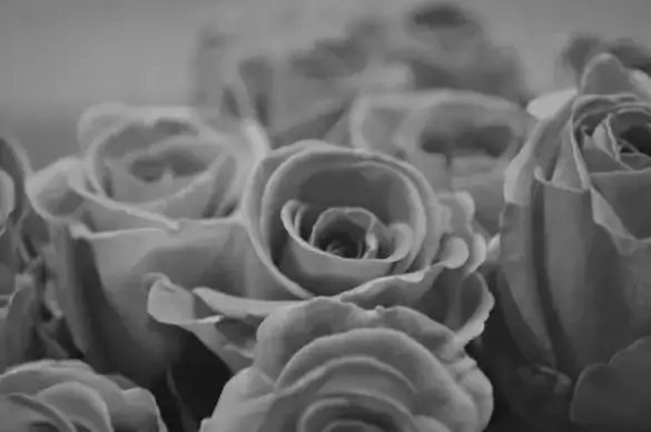 rose black and white