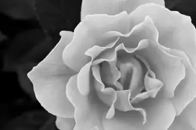 rose black and white