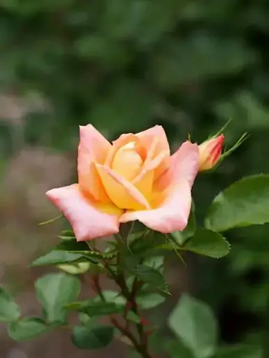 rose cocwarble