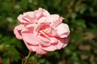 rose flower pink