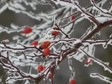 rose hip ice iced