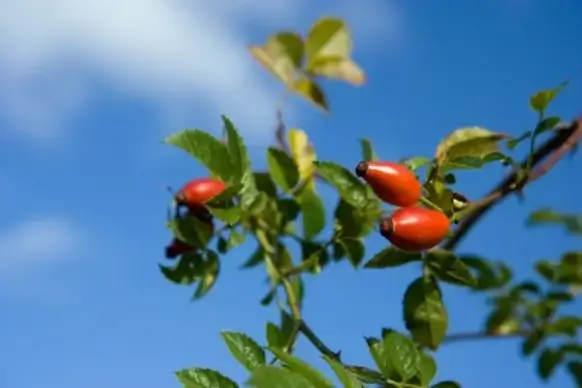 rose hips