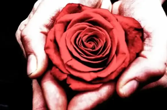 rose in the hands