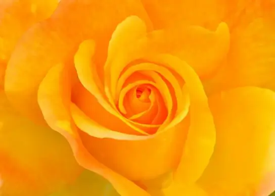 rose petal backdrop elegant closeup 