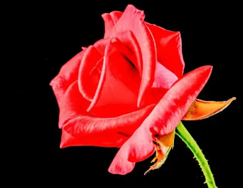 rose petal backdrop picture elegant contrast closeup
