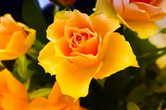 rose picture backdrop elegant blossom 