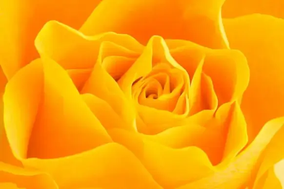 rose picture backdrop elegant closeup blooming