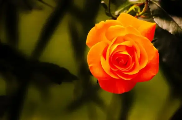 rose picture elegant closeup contrast