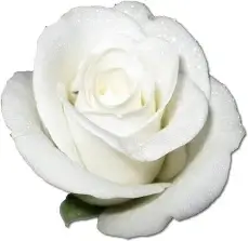 Rose White 1